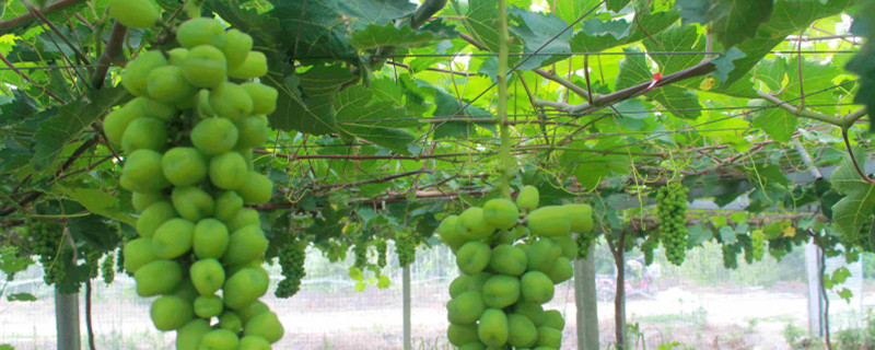 阳光玫瑰产地 四川阳光玫瑰产地