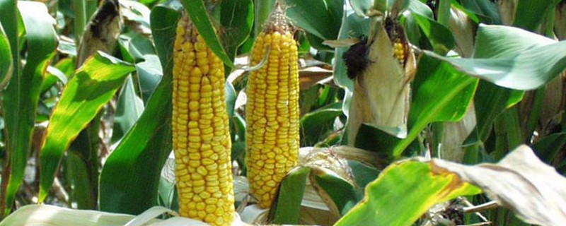 玉米除草剂打后多长时间下雨有效（玉米田除草剂打后多长时间下雨无防碍）