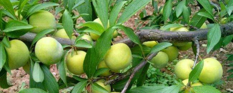 蜂糖李哪里适合种植 蜂糖李适合哪些地方种植