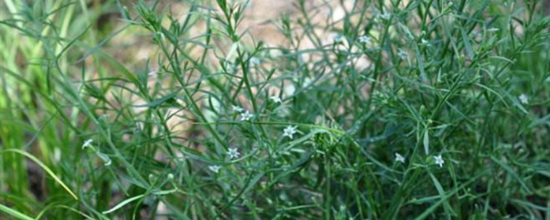 百蕊草一亩产量多少 百蕊草的种植技术及亩效益