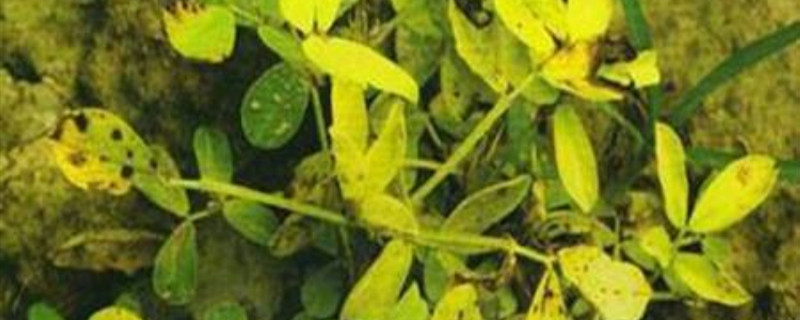 花生黄叶是怎么回事 花生有黄叶是怎么回事