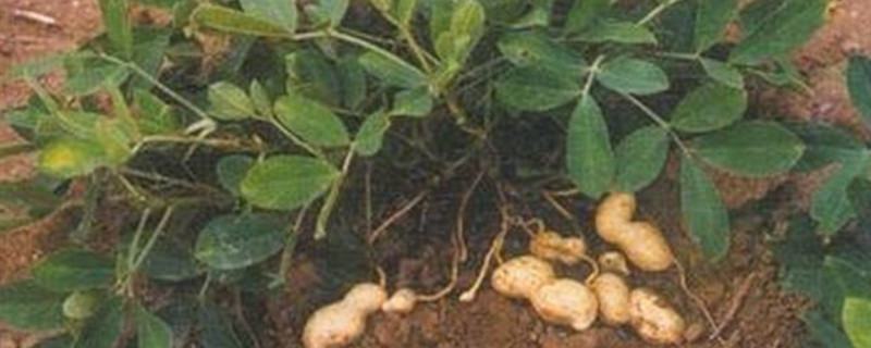 花生施肥用什么肥料（花生施肥用什么肥料好）