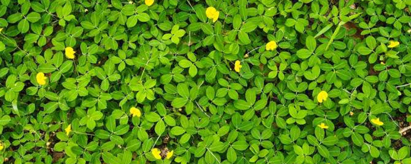 花生打几遍芸苔素 芸苔素打几遍好