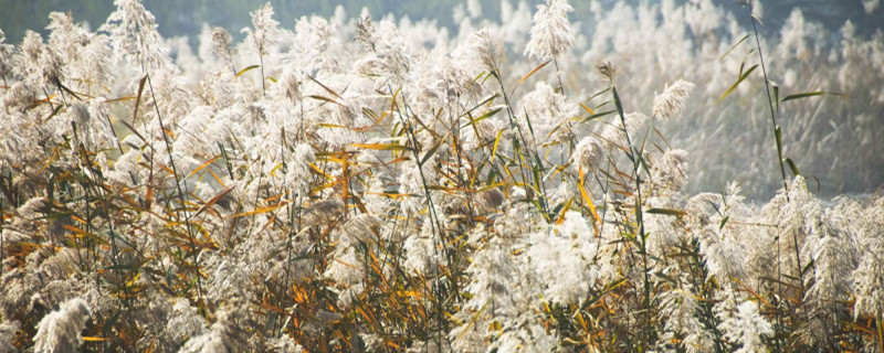 芦苇用什么药可以根除 芦苇用什么药能除根