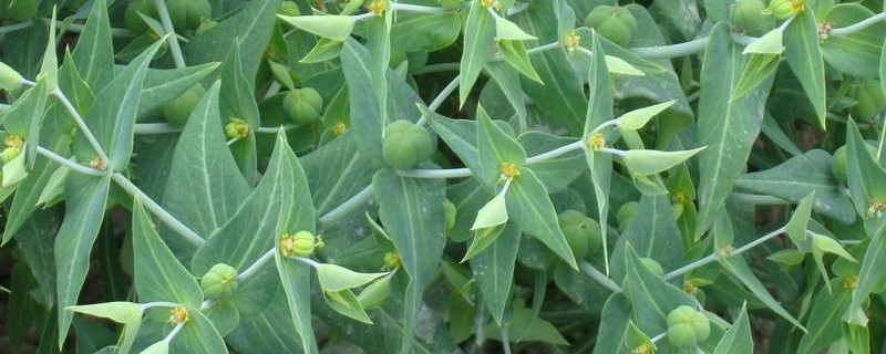 千金子与稗草区别（稗草和千金子用什么除草剂）