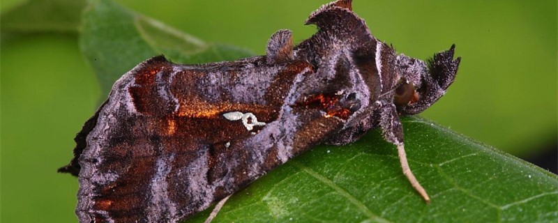 夜蛾用什么药防治 夜蛾用什么药防治比较好