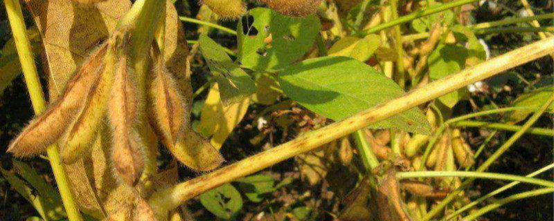 大豆矮壮素啥时候喷(大豆盛花期能打矮壮素吗)