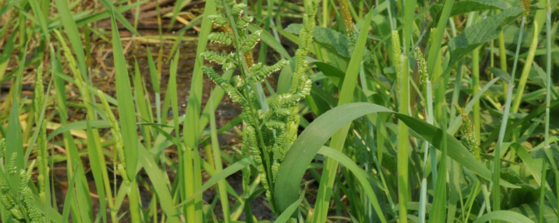大龄稗草用什么除草剂 高龄稗草怎样除去?