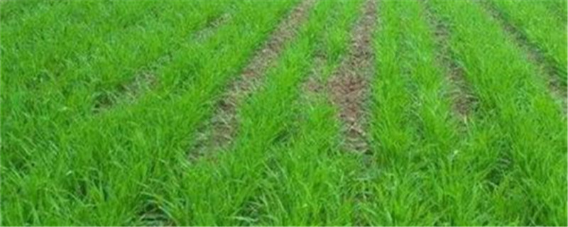 小麦种植时间（小麦种植时间和收割时间）