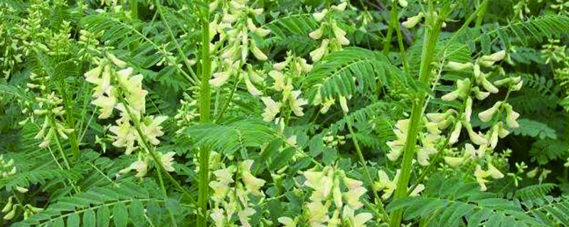 野生黄芪和种植的区别（野生黄芪和种植的区别图片）