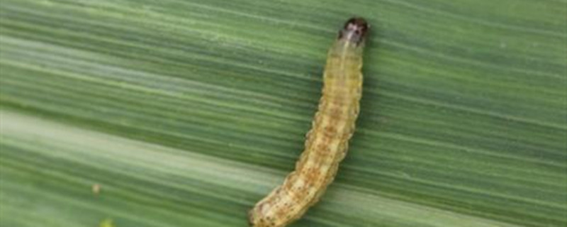 贪夜蛾用什么药 防治贪夜蛾的特效药