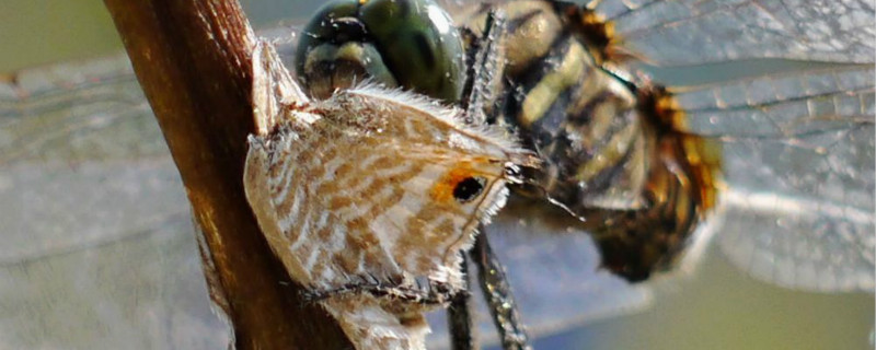 蜻蜓能吃什么菜 蜻蜓吃菜吗