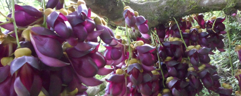 鸡血藤产地 鸡血藤产地价格