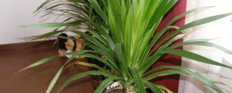 龙血兰的养殖方法和注意事项 龙血兰怎么种植