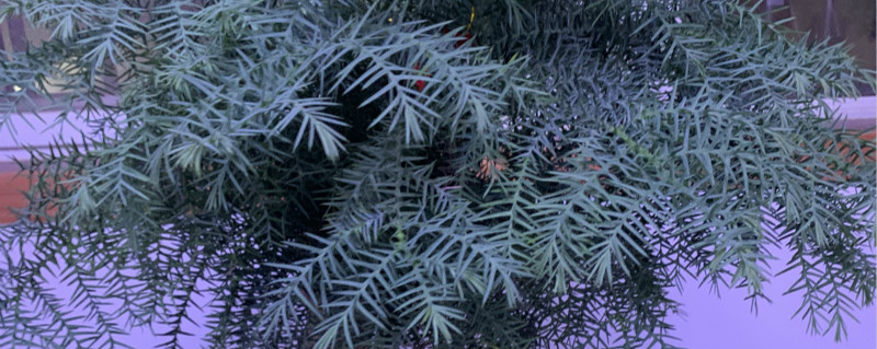 澳洲衫养殖方法 澳洲杉怎么养殖