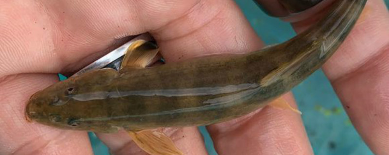 北方须鳅的养殖方法 北方须鳅人工繁殖