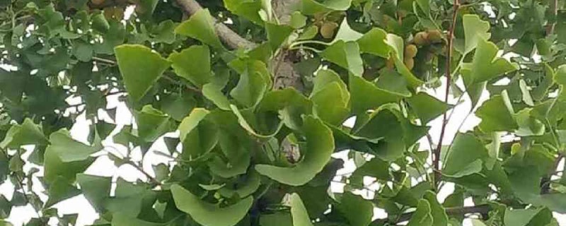 银杏树种植时间 银杏树的种植时间