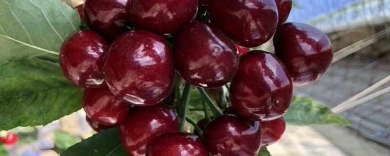 车厘子种子怎么发芽（车厘子种子怎么发芽视频）