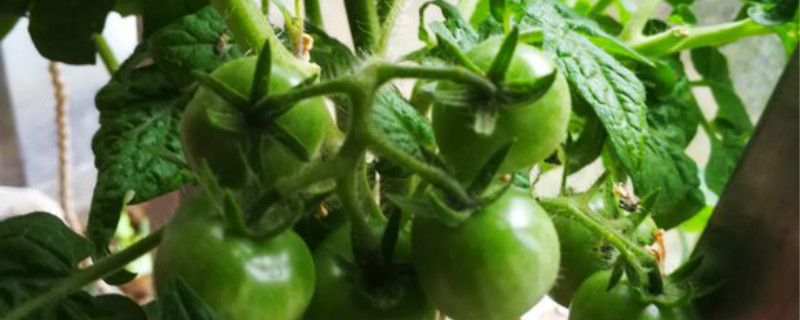 西红柿如何快速缓苗 西红柿怎么控苗
