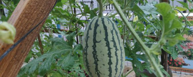 怎样让西瓜快速膨大 如何让西瓜快速长大