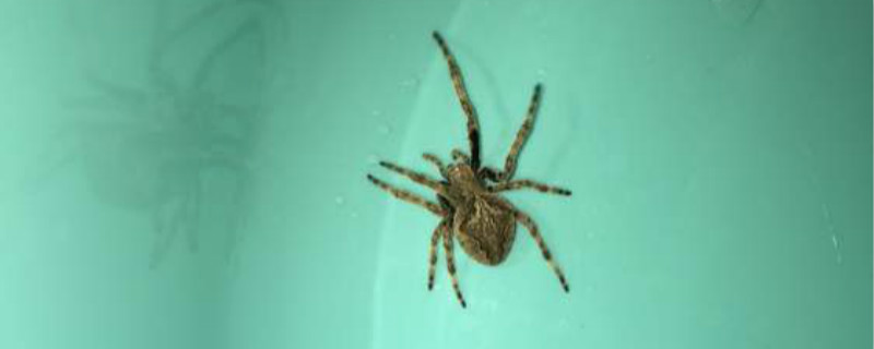 大腹园蛛有毒吗（大腹园蛛有毒性吗）