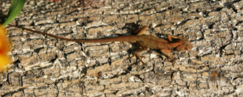 壁虎在家里可以打死吗 家里有壁虎可以打死它吗