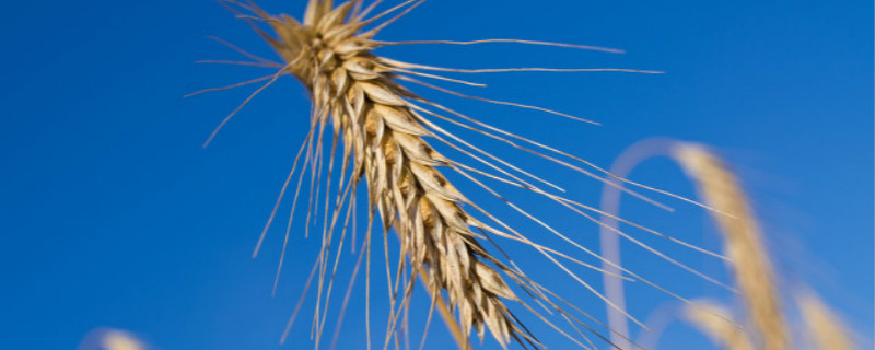 夏天做的农事有什么（春天里做的农事有哪些,夏天做的农事）