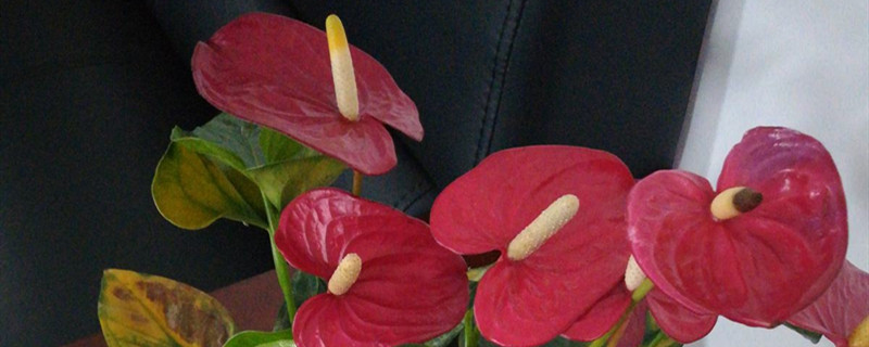 9月开什么花 9月开什么花花