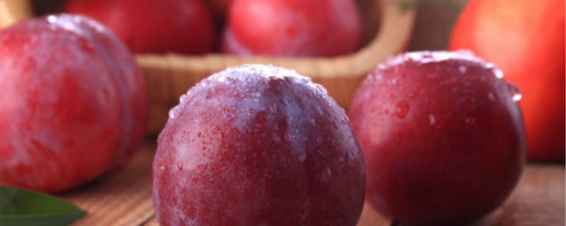 五月脆李品种介绍 五月脆李子的营养价值