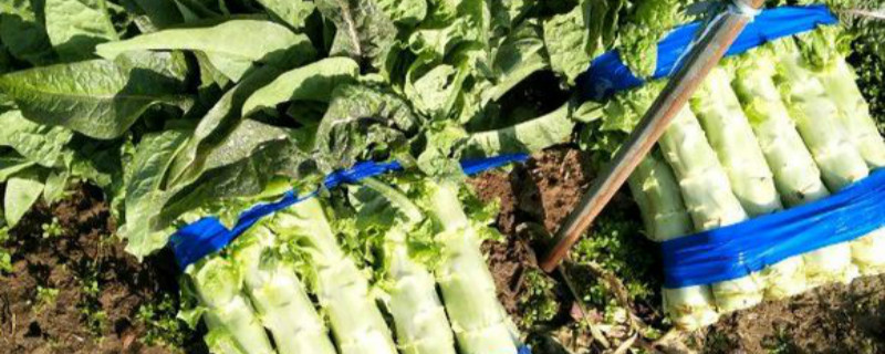 露地莴笋的种植技术（露地莴笋的种植技术与管理）