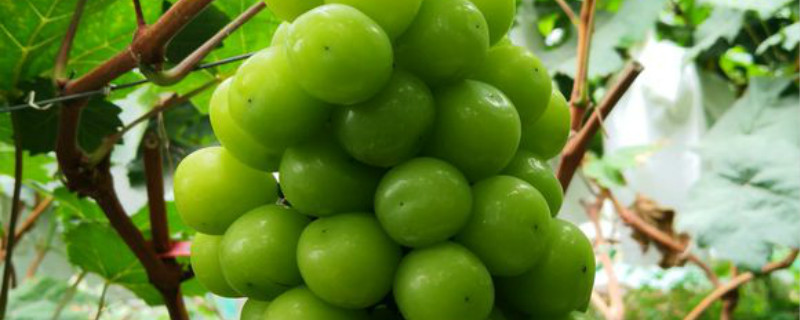 阳光玫瑰葡萄产地是哪里 四川阳光玫瑰葡萄产地是哪里