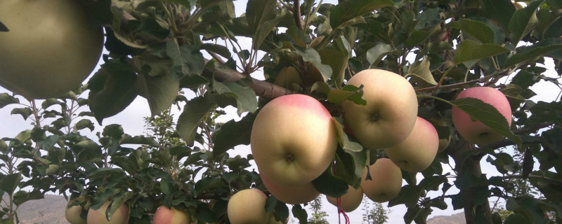 牛奶苹果是什么品种 牛奶苹果是什么品种的苹果