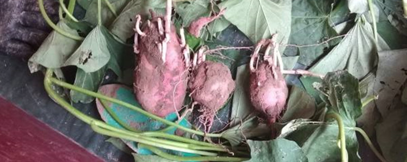 种植红薯共浇几次水 种红薯需要每天浇水吗