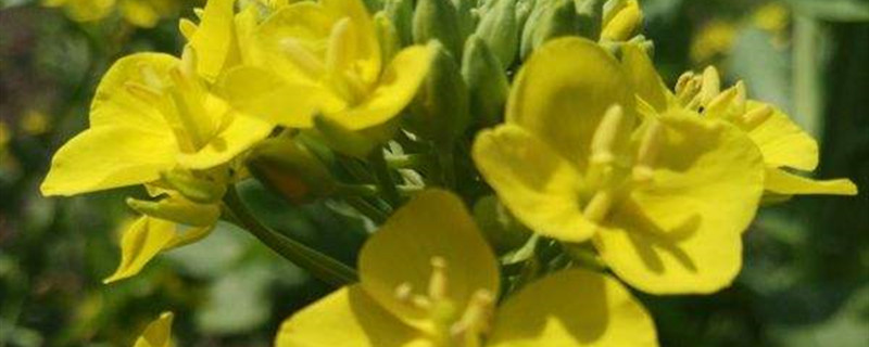 紫菜苔什么时候播种 紫色菜苔什么时候种植