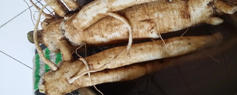 花旗参是西洋参吗 美国花旗参是西洋参吗