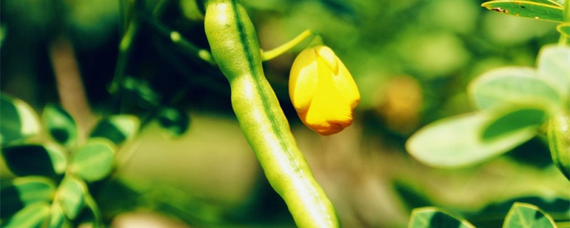 豆角种类（扁豆）