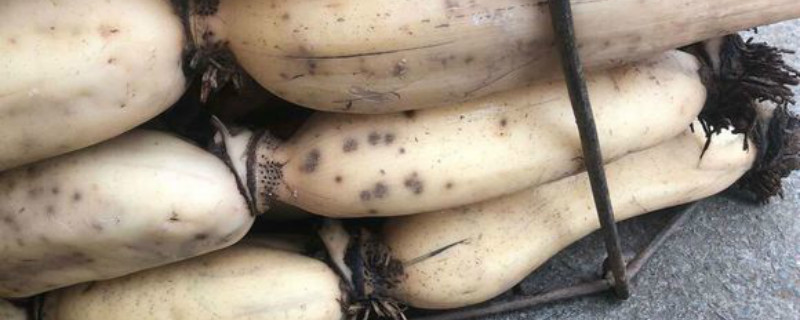 藕可以生吃吗 藕可以生吃吗有毒吗