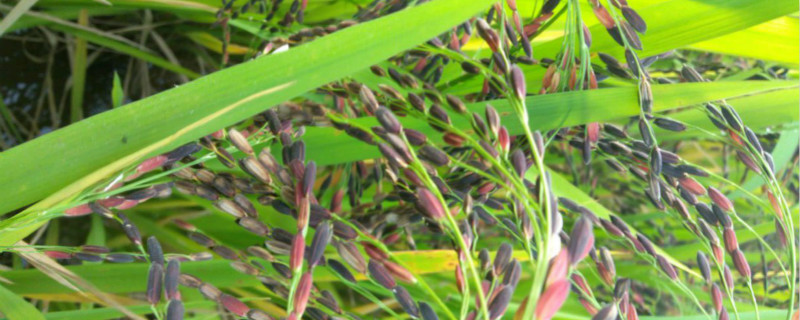 血糯米是什么 血糯米是什么做的