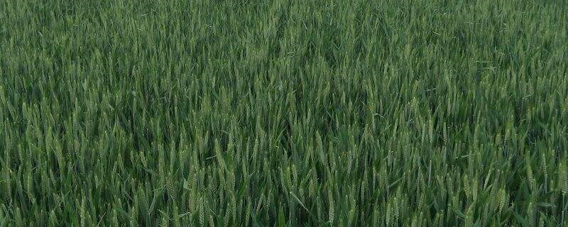 自配小麦拌种剂需要哪些药 小麦拌种剂哪种配方好