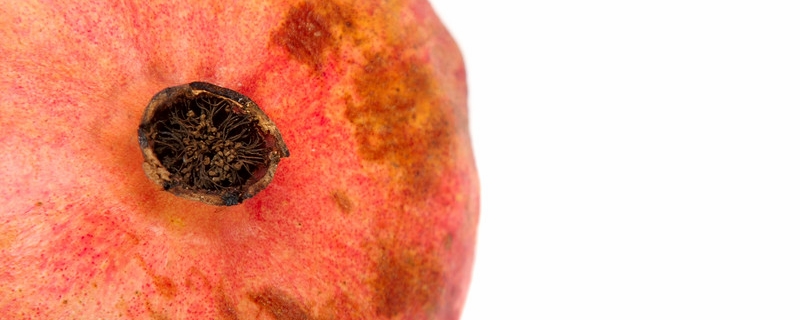 石榴怎么保存到冬天（石榴在冬天怎么保存）