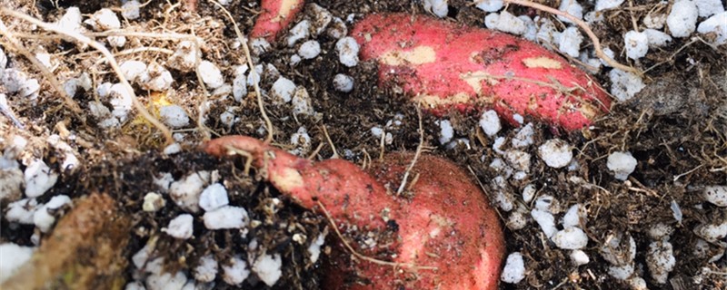 龙九红薯品种介绍（龙薯9号红薯品种介绍）