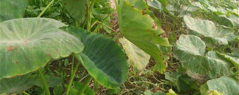 为什么农民不在冬天挖芋头?（为什么农民不在冬天挖芋头百度文库）