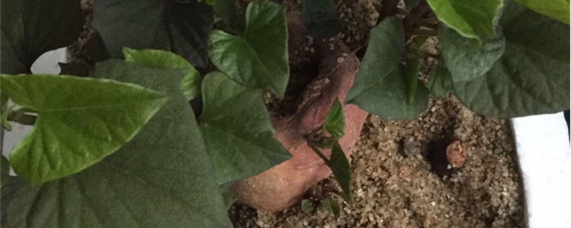 济薯26特征特性 济薯26缺点