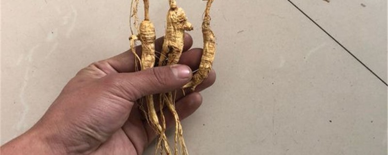 蔸参是什么 蔸参是什么植物图片