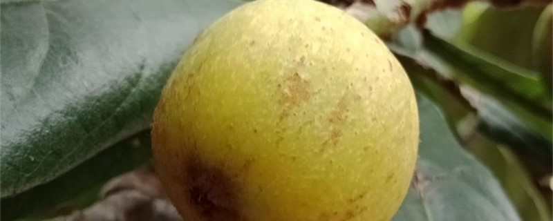 攀枝花枇杷几月份成熟 攀枝花枇杷几月份成熟上市