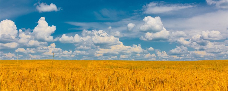 晚播麦田施肥技术要点 冬小麦晚播施肥注意事项