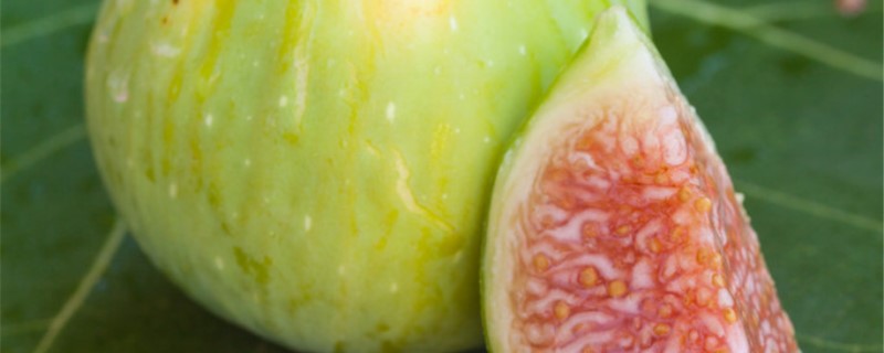 无花果原产地 无花果原产地以及传入中国的时间