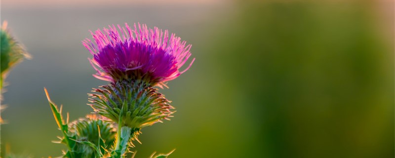 牛蒡子和牛蒡的区别 牛子是牛蒡子还是牛蒡