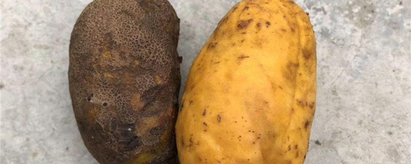 牛卵坨种植几年结果(牛卵坨种植多久才能挂果)