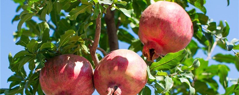 石榴冻了还能吃么（石榴冻了还能吃吗?）